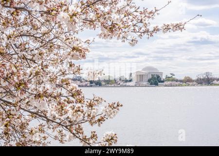 Jefferson Memorial, eingerahmt von Kirschblüten am Frühlingstag in W Stockfoto