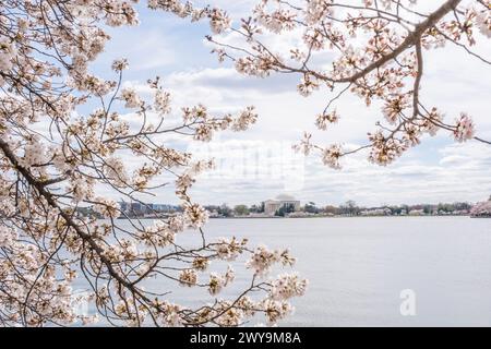 Jefferson Memorial, eingerahmt von Kirschblüten am Frühlingstag in W Stockfoto