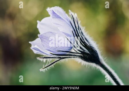 Violettes hintergrundbeleuchtetes Pasqueflower im Wald mit Bokeh Stockfoto