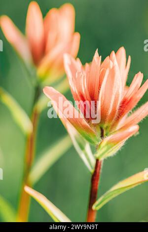 Makroaufnahme von zwei Pfirsichpinsel-Wildblumen Stockfoto