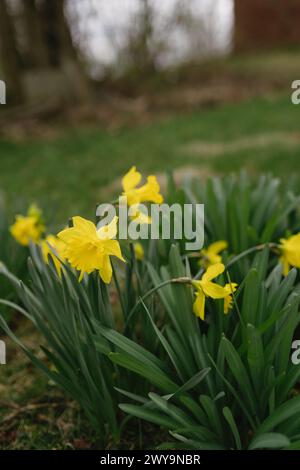 Gelbe Narzissen, die im Frühling auf dem Hof wachsen Stockfoto