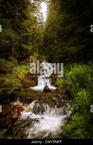 Ein Bach, der durch einen grünen Wald mit üppigen Bäumen fließt Stockfoto