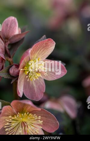 Ein Foto von einem blühenden rosa Hellebore in einem Frühlingsgarten Stockfoto