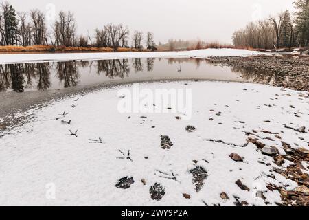 Vogelspuren im Schnee an kalten Wintertagen in Montana Stockfoto