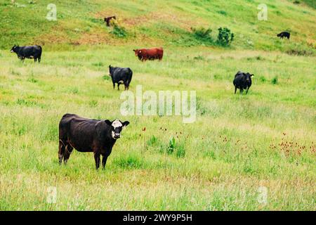 Kühe stehen auf grünem Gras in Montana Stockfoto