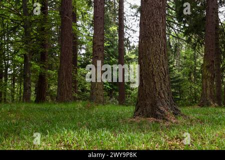 Hohe Nadelstammtrünke erheben sich über einen grünen grasbewachsenen Waldboden in Schottland, mit rauer Rinde, jungen Bäumen und gefiltertem Licht, das die Waldlandschaft erhellt. Stockfoto