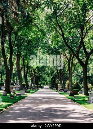 Bäume säumen die Friedhofsstraße am Sommertag Stockfoto