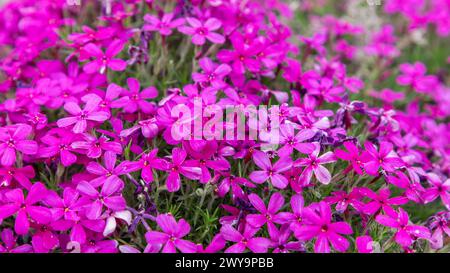Helle rosa Moos-Phlox-Blüten mit fünf gezackten Blütenblättern bilden einen dichten Frühlingsteppich über schmalen grünen Blättern, fotografiert mit selektiver Schärfentiefe. Stockfoto