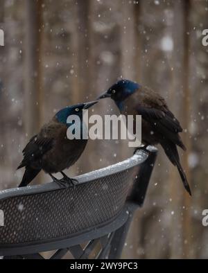 Gewöhnliche Grackle Vögel, die an einem verschneiten Tag auf einem Metallstuhl sitzen. Stockfoto