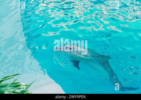 Glücklicher Delfin, der aus dem Wasser im Pool ragt Stockfoto