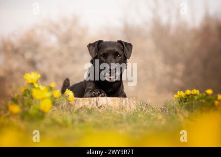 Frühlingsportrait eines Hundes in den seltenen Blüten des Frühlingshundes Stockfoto