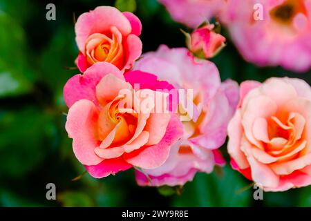 Leuchtende rosa und pfirsichblühende Rosen im Sommer Stockfoto