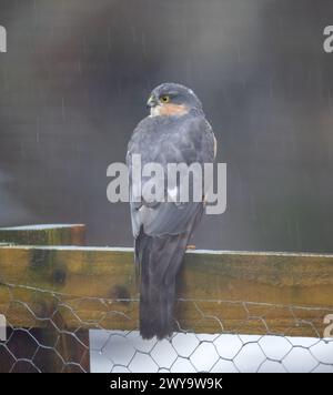 Sparrowhawk, der im Regen auf einem Gartenzaun sitzt Stockfoto