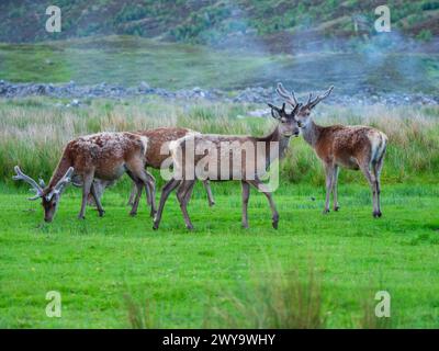 Rothirsche fressen an einem späten Frühlingsabend, Highlands, Schottland, Stockfoto