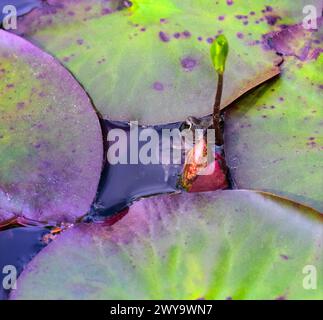 Gemeiner Frosch, der zwischen Lilienpads in einem Gartenteich guckt Stockfoto