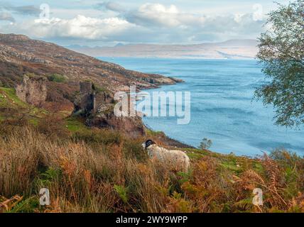 Ein Schottisches Schwarzgesichtsschaf in der Nähe von Brochel Castle auf der Insel Raasay, Schottland Stockfoto