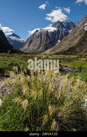 Toetoe, ein einheimisches neuseeländisches Gras, wächst am Monkey Creek und blickt in Richtung Mount Talbot in der Ferne, Fiordland National Park, Southland, South I Stockfoto