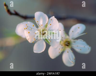 Konzentrieren Sie sich auf die gelben Staubblätter, die sich gegen die weißen Blütenblätter der mexikanischen Pflaume setzen. Stockfoto