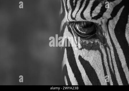 Mono Nahaufnahme des Auges des Grevy-zebra Stockfoto