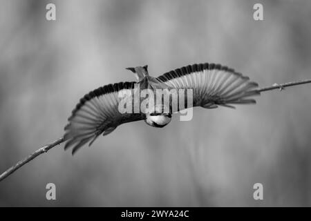 Mono-Bienenfresser geht in Richtung Kamera Stockfoto