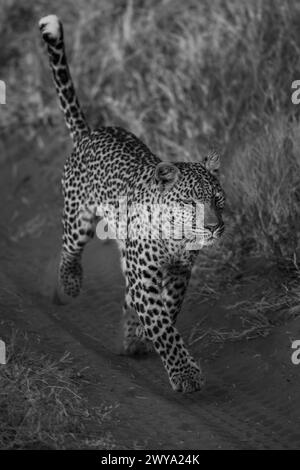 Mono-Leopard, der auf der Strecke im Gras läuft Stockfoto