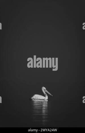 Mono Pelican schwimmt auf einem ruhigen blauen See Stockfoto