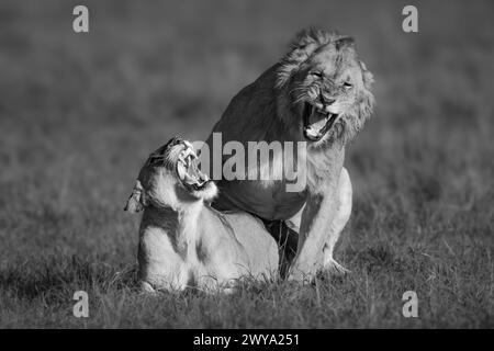 Mono-Löwe und Löwe brüllen während der Paarung Stockfoto