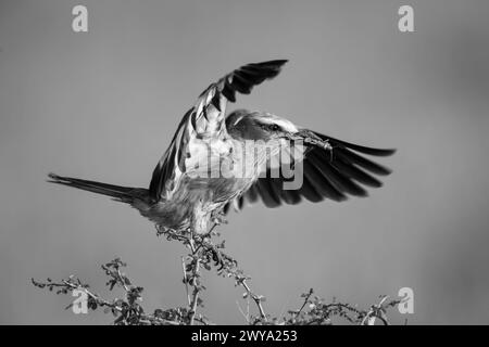 Einlilafarbene Walze auf einem Ast tragenden Heuschrecken Stockfoto