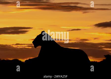 Silhouette der Löwin im Profil bei Sonnenaufgang Stockfoto