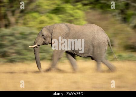 Langsam pan von schreitenden Afrikanischen Busch Elefanten Stockfoto