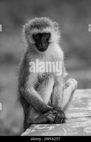 Mono-Vervet-Affe an der wandgerichteten Kamera Stockfoto