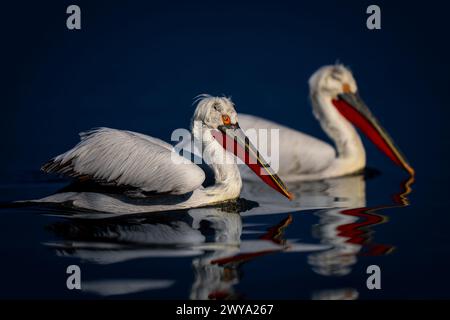 Zwei dalmatinische Pelikane schwimmen Seite an Seite über den See Stockfoto