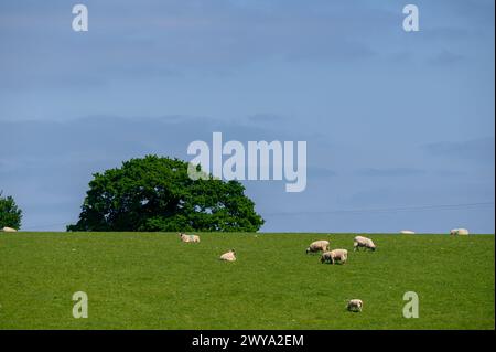 Schafe, die an einem Sommertag in der englischen Landschaft weiden. Stockfoto