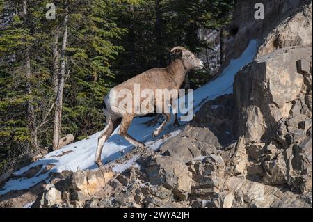 Dickhornschafe in den felsigen Bergen, weibliche Ovis canadensis auf einem winterlichen Berg, Jasper National Park, UNESCO-Weltkulturerbe, Alberta, Kanada, Nord-AME Stockfoto