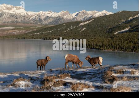 Dickhornrams ovis canadensis in den felsigen Bergen während der Brunnenpaarungszeit, Jasper National Park, UNESCO-Weltkulturerbe, Alberta, Kanadische Rocky Mountains, Stockfoto