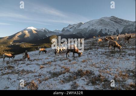 Felsiges Dickhornschaf Ovis canadensis auf einem winterlichen Berg, Jasper National Park, UNESCO-Weltkulturerbe, Alberta, Kanadische Rockies, Kanada Stockfoto