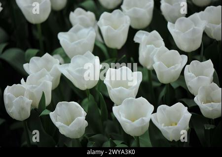 Weiße Triumph Tulpen (Tulipa) Mount Cook blühen im April in einem Garten Stockfoto