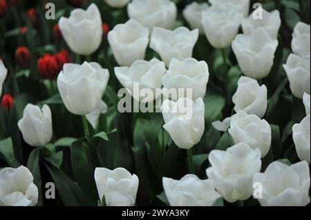 Weiße Triumph Tulpen (Tulipa) Mount Cook blühen im April in einem Garten Stockfoto