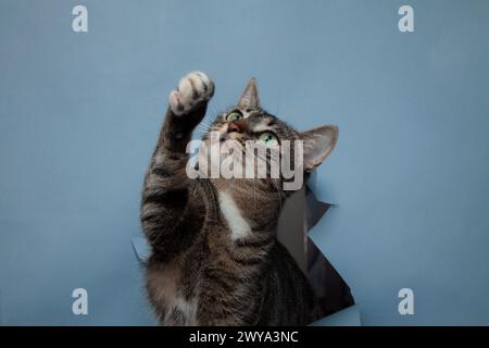 Eine Katze, die auf Hinterbeinen in der Nähe von gerissenem Paperc steht Stockfoto