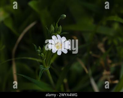 Wildblume Großstichwort in englischer Landschaft Stockfoto