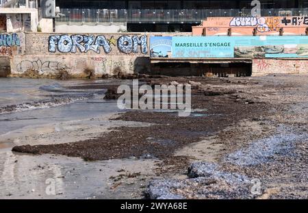 Marseille, Frankreich. April 2024. © PHOTOPQR/LA PROVENCE/Valerie Vrel ; Marseille ; 05/04/2024 ; des kolonies de vélelles, cousines des méduses, s'échouent sur des plages au Large de la Méditerranée. Am 21. märz 2024, de petits organismes bleus semblables à des méduses, s'échouent sur les plages de Marseille à la Côte d'Azur, il s'agit de 'vélelles'. ICI sur la plage des Catalans à Marseille. Marseille, Frankreich, 5. april 2024 Quallenkolonien (Velella velella), Wash up on Beaches off the Mediterranean Credit: MAXPPP/Alamy Live News Stockfoto