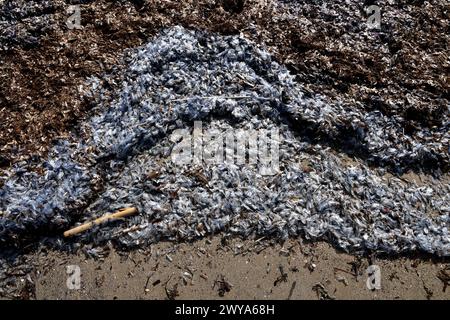 Marseille, Frankreich. April 2024. © PHOTOPQR/LA PROVENCE/Valerie Vrel ; Marseille ; 05/04/2024 ; des kolonies de vélelles, cousines des méduses, s'échouent sur des plages au Large de la Méditerranée. Am 21. märz 2024, de petits organismes bleus semblables à des méduses, s'échouent sur les plages de Marseille à la Côte d'Azur, il s'agit de 'vélelles'. ICI sur la plage des Catalans à Marseille. Marseille, Frankreich, 5. april 2024 Quallenkolonien (Velella velella), Wash up on Beaches off the Mediterranean Credit: MAXPPP/Alamy Live News Stockfoto