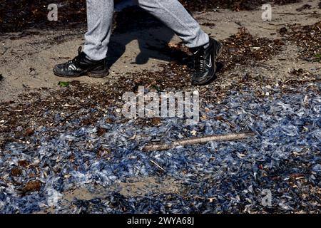 Marseille, Frankreich. April 2024. © PHOTOPQR/LA PROVENCE/Valerie Vrel ; Marseille ; 05/04/2024 ; des kolonies de vélelles, cousines des méduses, s'échouent sur des plages au Large de la Méditerranée. Am 21. märz 2024, de petits organismes bleus semblables à des méduses, s'échouent sur les plages de Marseille à la Côte d'Azur, il s'agit de 'vélelles'. ICI sur la plage des Catalans à Marseille. Marseille, Frankreich, 5. april 2024 Quallenkolonien (Velella velella), Wash up on Beaches off the Mediterranean Credit: MAXPPP/Alamy Live News Stockfoto