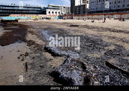 Marseille, Frankreich. April 2024. © PHOTOPQR/LA PROVENCE/Valerie Vrel ; Marseille ; 05/04/2024 ; des kolonies de vélelles, cousines des méduses, s'échouent sur des plages au Large de la Méditerranée. Am 21. märz 2024, de petits organismes bleus semblables à des méduses, s'échouent sur les plages de Marseille à la Côte d'Azur, il s'agit de 'vélelles'. ICI sur la plage des Catalans à Marseille. Marseille, Frankreich, 5. april 2024 Quallenkolonien (Velella velella), Wash up on Beaches off the Mediterranean Credit: MAXPPP/Alamy Live News Stockfoto