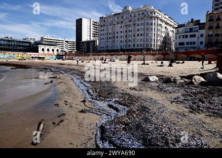 Marseille, Frankreich. April 2024. © PHOTOPQR/LA PROVENCE/Valerie Vrel ; Marseille ; 05/04/2024 ; des kolonies de vélelles, cousines des méduses, s'échouent sur des plages au Large de la Méditerranée. Am 21. märz 2024, de petits organismes bleus semblables à des méduses, s'échouent sur les plages de Marseille à la Côte d'Azur, il s'agit de 'vélelles'. ICI sur la plage des Catalans à Marseille. Marseille, Frankreich, 5. april 2024 Quallenkolonien (Velella velella), Wash up on Beaches off the Mediterranean Credit: MAXPPP/Alamy Live News Stockfoto