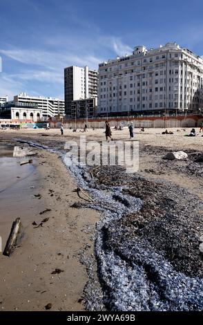 Marseille, Frankreich. April 2024. © PHOTOPQR/LA PROVENCE/Valerie Vrel ; Marseille ; 05/04/2024 ; des kolonies de vélelles, cousines des méduses, s'échouent sur des plages au Large de la Méditerranée. Am 21. märz 2024, de petits organismes bleus semblables à des méduses, s'échouent sur les plages de Marseille à la Côte d'Azur, il s'agit de 'vélelles'. ICI sur la plage des Catalans à Marseille. Marseille, Frankreich, 5. april 2024 Quallenkolonien (Velella velella), Wash up on Beaches off the Mediterranean Credit: MAXPPP/Alamy Live News Stockfoto