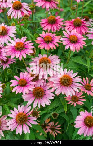 Nahaufnahme zahlreicher rosafarbener Blumen, die auf Büschen in einem Garten blühen Stockfoto