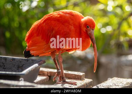 Lebendiges Scarlet Ibis in Tropical Wetlands: Exotischer Moment zur Vogelbeobachtung Stockfoto