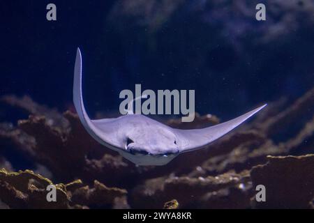 Bull Ray Schwimmen in Natural Ocean Habitat - atemberaubende Unterwasser-Wildtiere Stockfoto