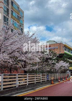 Gangnam-gu, Seoul, Südkorea - Kirschblüte in voller Blüte auf der Straße vor einer Grundschule Stockfoto